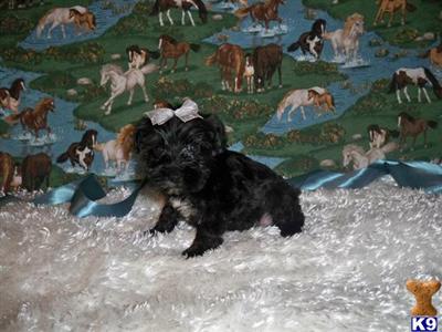 Miniature Schnauzer Puppies for Sale